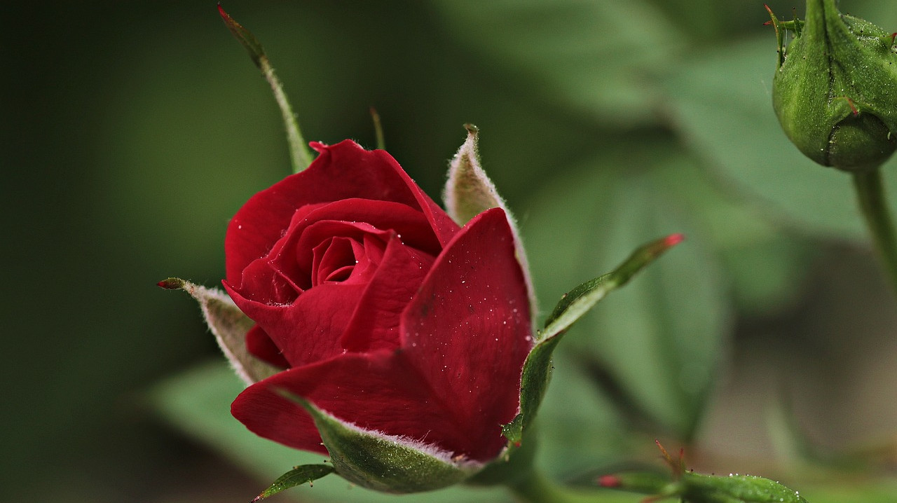 Tome en cuenta que las rosas requieren no menos de seis horas de luz solar diarias.
