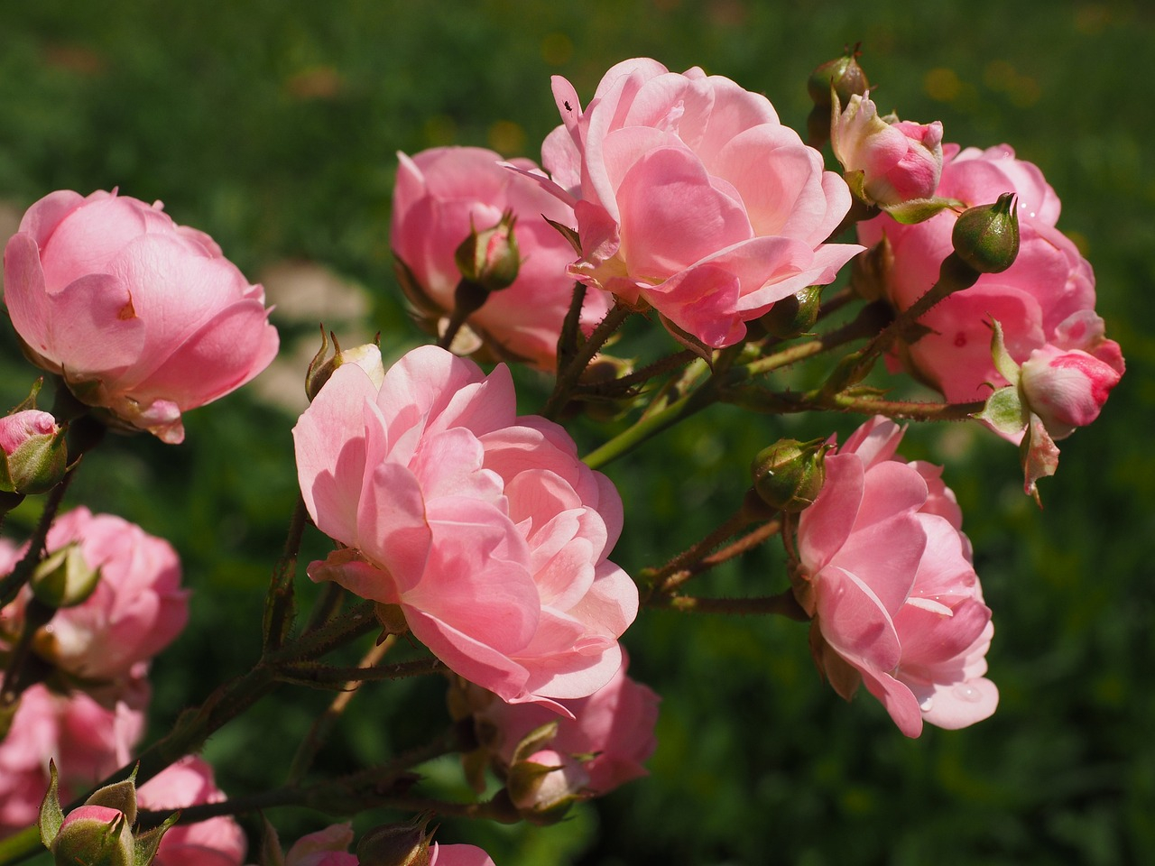 Acostumbrar rotar tus rosas para que reciban sol de forma uniforme y broten en forma de arbusto.