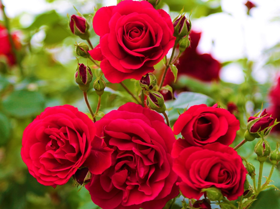 De manera general, para lograr óptima floración, las rosas necesitan los tres elementos mayores, Nitrógeno, Fósforo y Potasio.